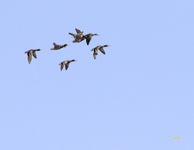 Mallards 0383